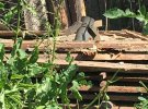 Ворог продовжує обстріли прикордоння Сумщини та Чернігівщини. Фото: twitter.com/DPSU_ua