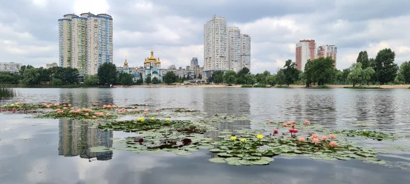 На озері Тельбін на Березняках квітнуть "русалчині квіти"