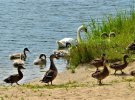 Віта-Поштова – на водоймі живуть лебеді