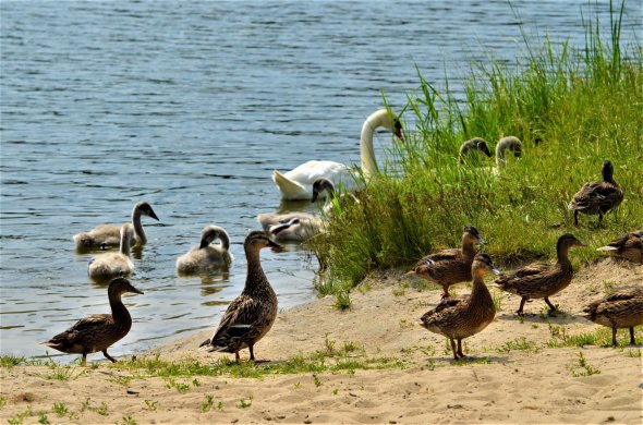 Віта-Поштова – на водоймі живуть лебеді