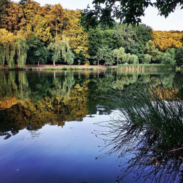 Парк Рильського має лісовий ландшафт