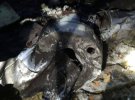 Семь ракет выпустили российские оккупанты по Днепропетровщине утром 5 июля. Шесть из них сбило ПВО