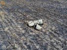 Від ракетних ударів знову постраждали посіви зернових в Миколаївській області
