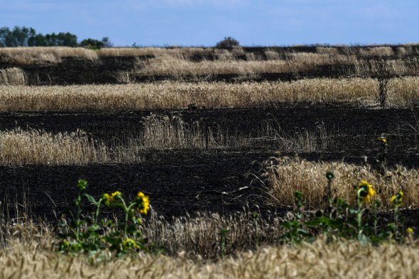 Выжженное пшеничное поле на востоке Украины