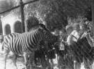 У 1920-х роках зоопарк поповнили новими видами тварин. 