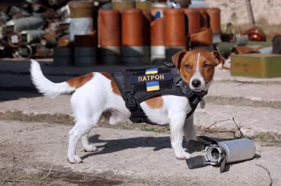 Пес Патрон святкує день народження