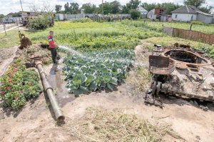 Підліток Денис із села Велика Димерка Броварського району Київської області поливає капусту 22 липня. Між овочевими грядками лежать рештки обгорілого російського танка, які селяни прикидали бур’янами. У березні у Великодимерській громаді точилися активні бої. Окупанти намагалися захопити Бровари. Збройні сили України відбили штурм