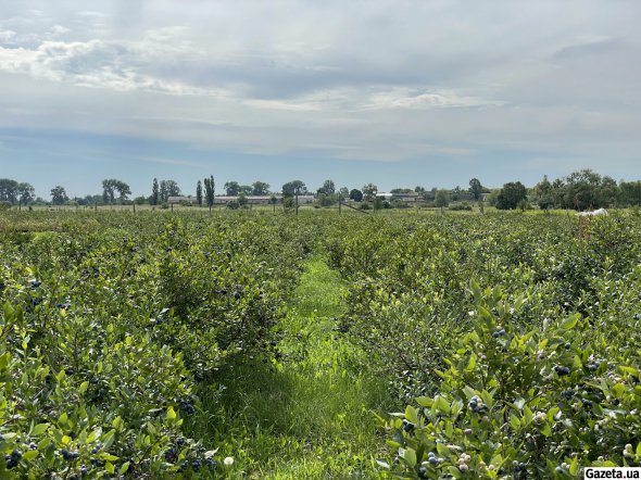 Лохина - ягода, що походить із Канади. Вона має солодкий смак з легкою кислинкою. Росте рослина у волинських лісах невеликими кущами на торфовиськах, часто поміж чорницею. Культивована лохина відрізняється від лісової розміром та висотою куща