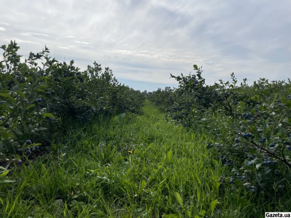 Ягідна ферма "Озеряна" розташована на Житомирщині у селі Нові Озеряни, що поблизу Брусилова