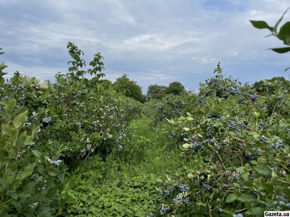 Наразі на території ягідної ферми ростуть понад 12 тис. кущів лохини