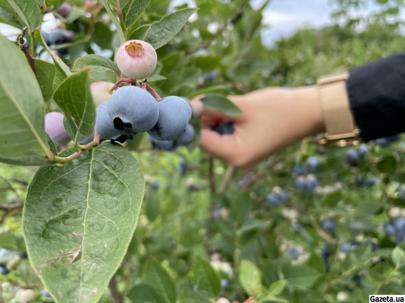 Лохина має безліч корисних властивостей. Зокрема, очищує організм від важких металів, покращує метаболізм та знижує цукор у крові