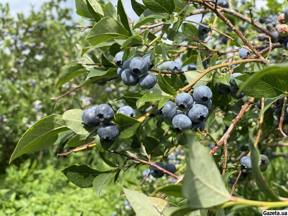 Для поливу використовують автоматизовану систему з датчиками вологості