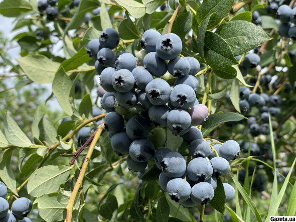 Лохина в Україні взимку не росте. Ягоду на продаж доставляють здалеку, тому вона має гірші смакові властивості, а також набагато дорожче коштує