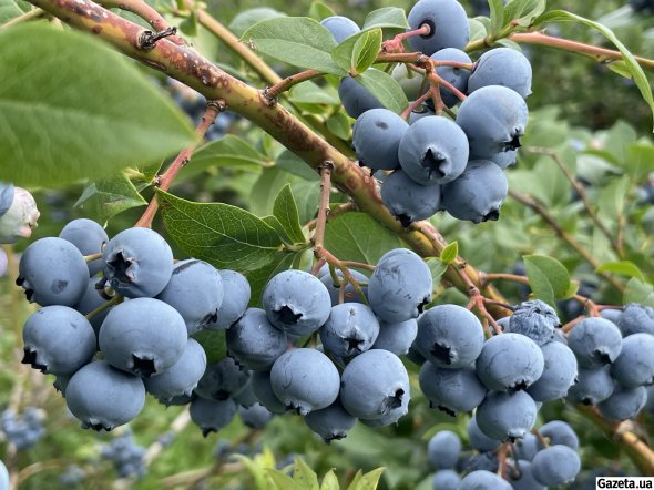 "Озеряна" використовує виключно екологічні матеріали та якісні добрива, тому ягода повністю безпечна для споживання