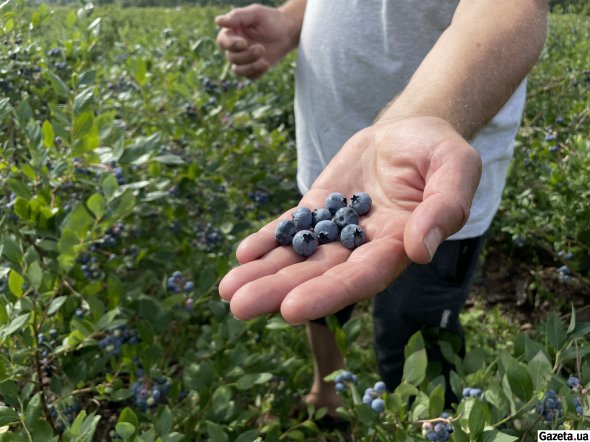 Стигла ягода має бути рівномірного синього кольору та з легкістю відділятися від пагону