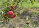 На території ферми господарі вирощують також яблука, сливи, персики, малину та ожину