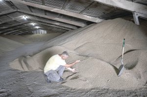 Український фермер перевіряє зібране зерно на складі перед відправленням за кордон. 31 липня 2022 року, Одеса