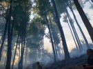 В Закарпатье тушат лесной пожар