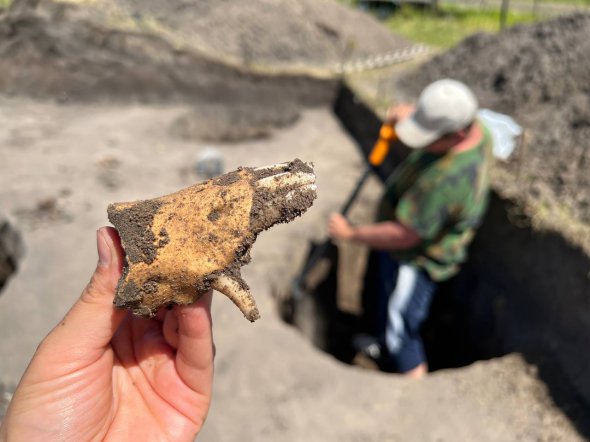 Фрагмент челюсти лошади скифского времени нашли в урочище Котельва ІІ