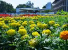 До Дня Незалежності України у Києві створили квітник, присвячений турецькому безпілотнику "Байрактар"