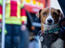Опублікували нове фото пса-сапера Патрона, який має власний акаунт в Instagram