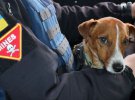 Опублікували нове фото пса-сапера Патрона, який має власний акаунт в Instagram