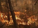 На заході Туреччини масштабна лісова пожежа
