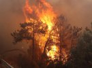 На западе Турции масштабный лесной пожар
