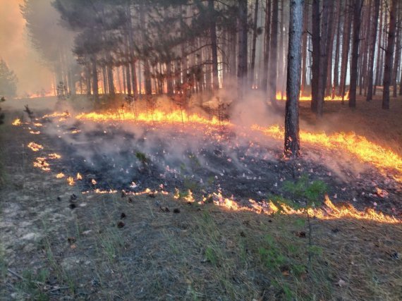 25 августа произошел пожар на территории Андреевского лесничества