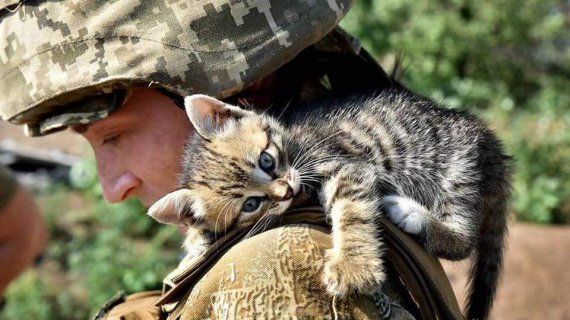 Український воїн і кошеня