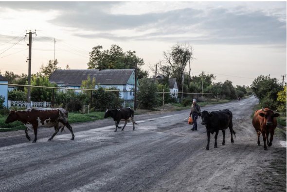 Фермер и его скот в прифронтовом селе Херсонской области 
