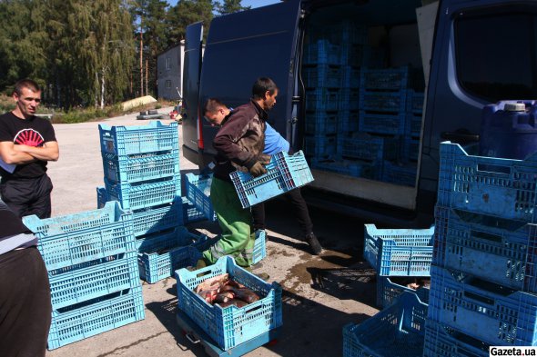 Вилов рибалки здають на переробні підприємства або на роздрібний продаж