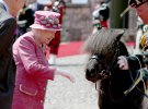 Єлизавета II зустрічає поні Круачан IV, талісмана Королівського полку Шотландії, під час візиту до замку Стерлінг в 2017 році