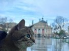 Звездный кот Степан из Харькова вернулся в Украину из Европы