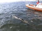 В Тасмании на берег выбросились сотни китов