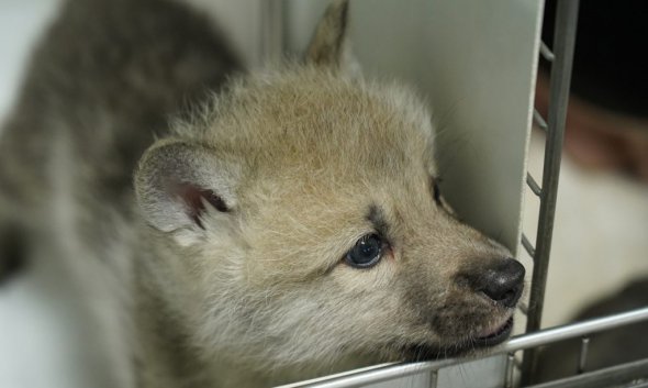 Китайским ученым первым в мире удалось клонировать арктического волка