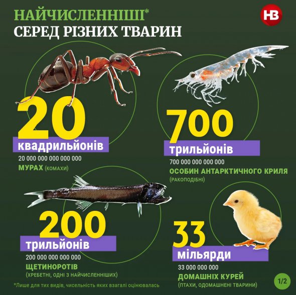 Мурахи – найчисленніший вид на Землі
