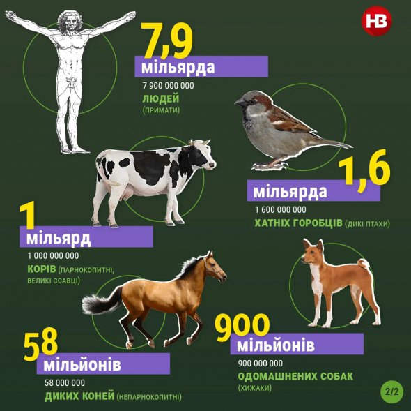 900 млн собак мешкає на Землі