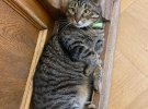 Котячий мер Львова