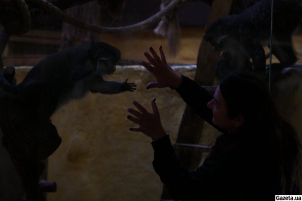 Наталья играет с приматами и дразнится, чтобы вызвать их эмоции. Обезьяны очень контактные животные