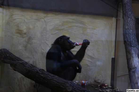 Шимпанзе Джон живет в вольере один. Для него у стекла повесили телевизор