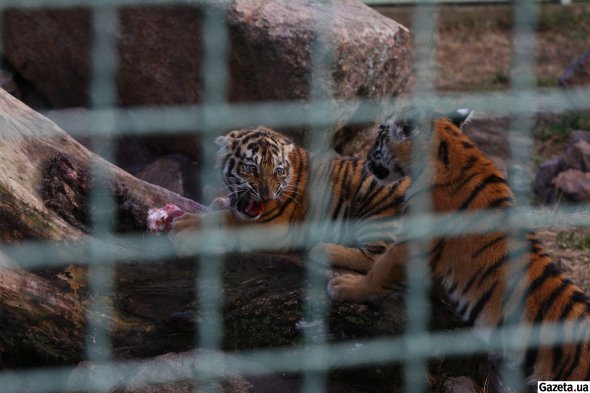 Четыре месяца назад в зоопарке родились трое тигрят