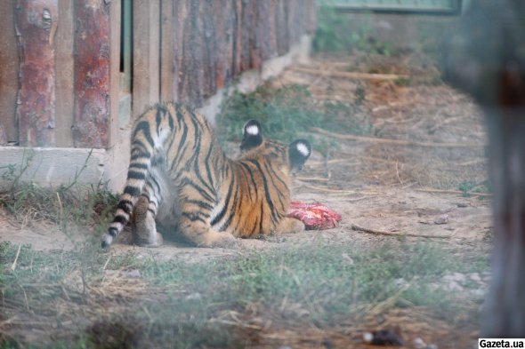Тигрята - два мальчика и девочка. Они уже начали есть мясо