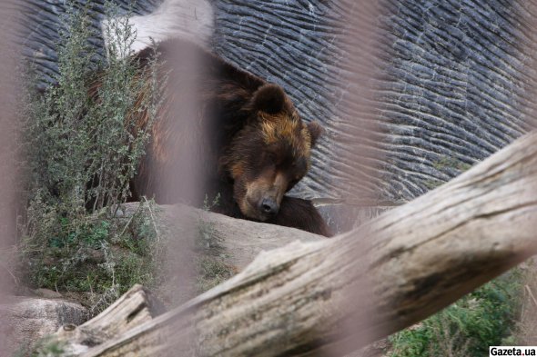 Медведи едят мед и рыбу, иногда им дают мясо
