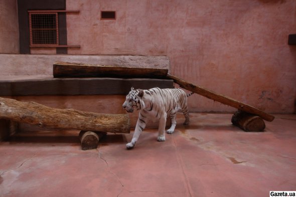 Белый тигр Шерхан любит на улице ласкаться к рукам посетителей. В зоопарк попал из цирка