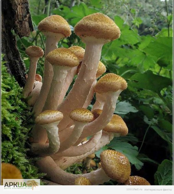 Опеньки ‒ найпопулярніші осінні гриби