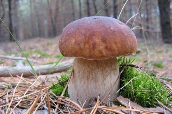 Білі гриби та інші трубчасті можна викручувати з грибниці