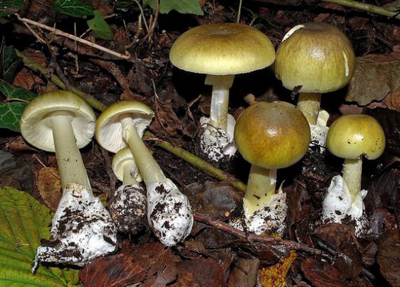 Бліда поганка ‒ один з найотруйніших грибів