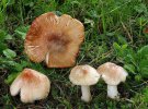 Ядовитый гриб иноцибе, или плютка