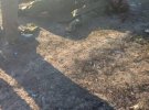 У мережі появилися перші фото з місця розстрілу російських мобілізованих у Бєлгородській області РФ